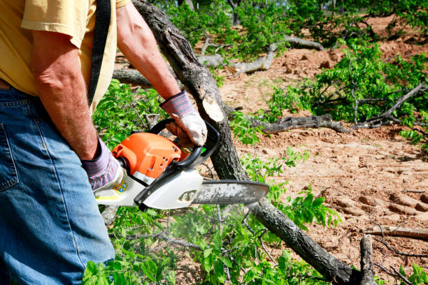 Best Best Tree Removal Services  in Grosse Pointe Park, MI